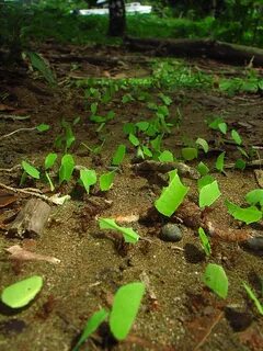 Ant farming