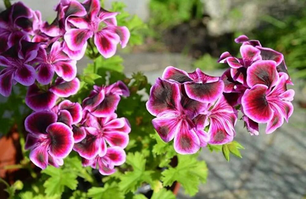 Разновидность герани название. Пеларгония Королевская. Герань (Pelargonium). Пеларгония Королевская голубая. Пеларгония Pelargōnium Erfolg.