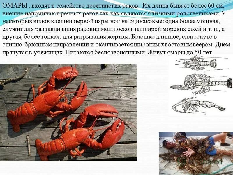 псевдоним омара 7