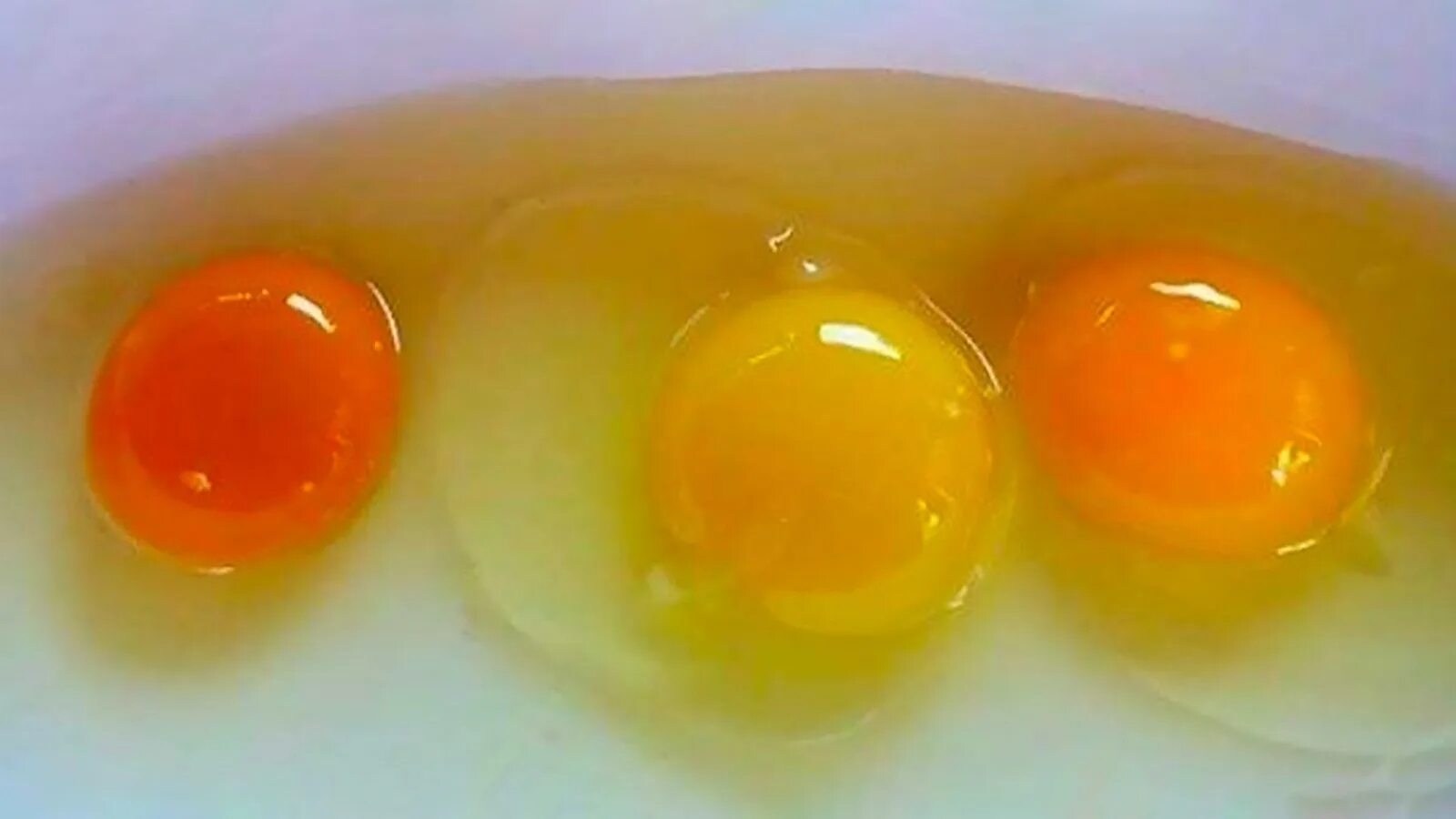 Зеленый желток. Цвет желтка яиц. Цвет куриного желтка. Оранжевый желток. Нормальный цвет желтка в курином яйце.
