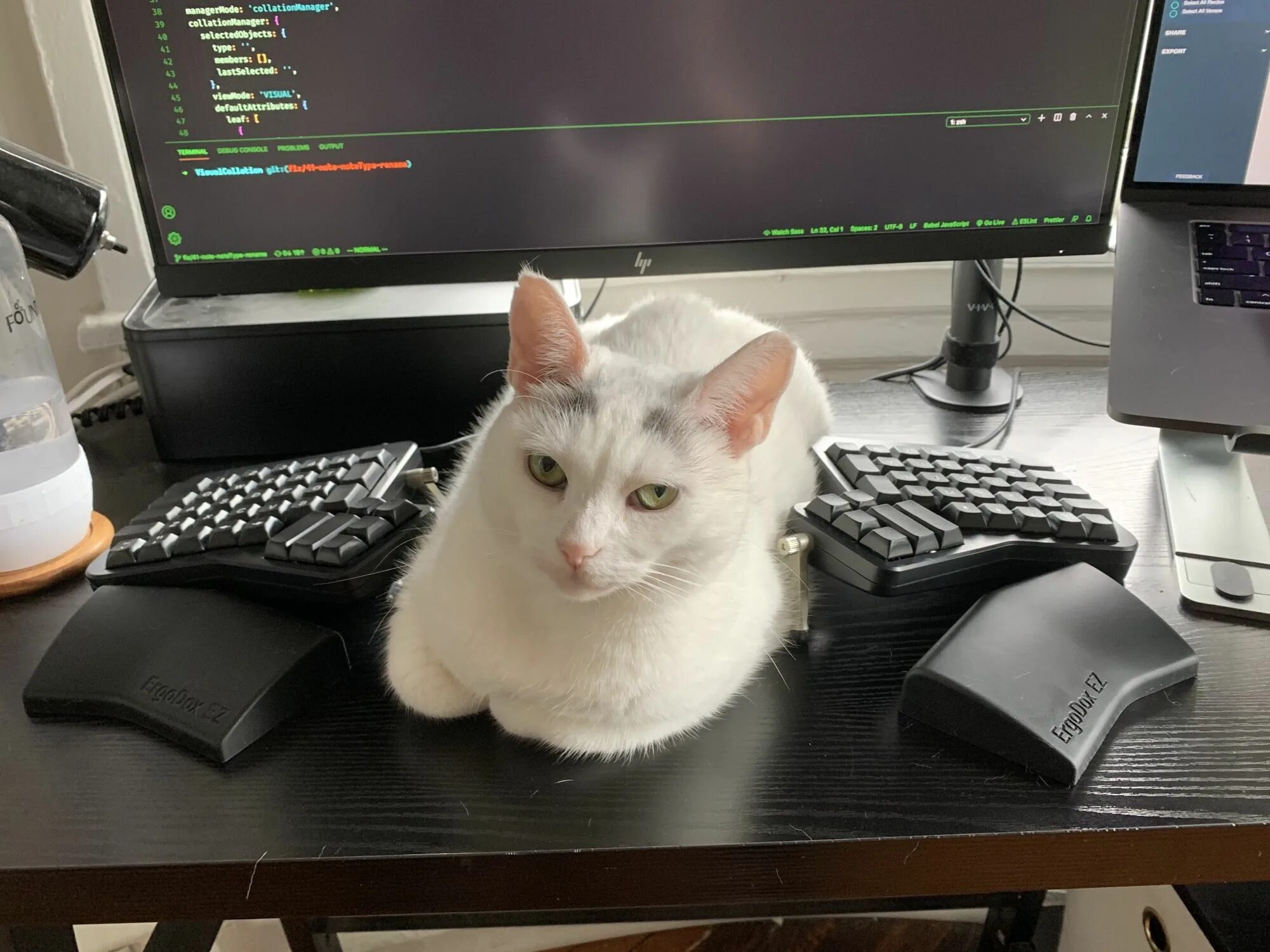 Cat programming