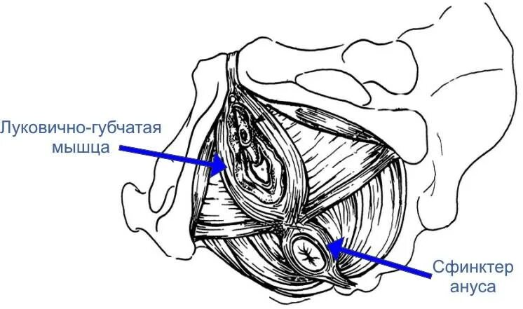 Луковично-губчатая мышца тазового дна. Леватор Ани и луковично губчатая мышца. Строение Лобково копчиковой мышцы. Леватор Ани мышцы тазового дна. Лк мышца