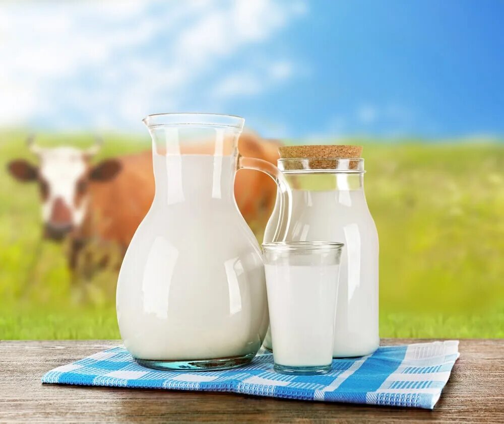 Реализуем молоко. Коровье молоко. Корова молоко. Молоко домашнее. Деревенское молоко.