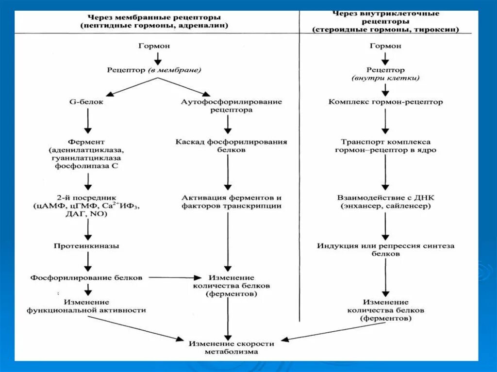Обмен веществ человека гормоны. Эндокринная функция печени. Обмен веществ человека гормоны. Обмен веществ человека гормоны. Какие гормоны регулируют основной обмен.