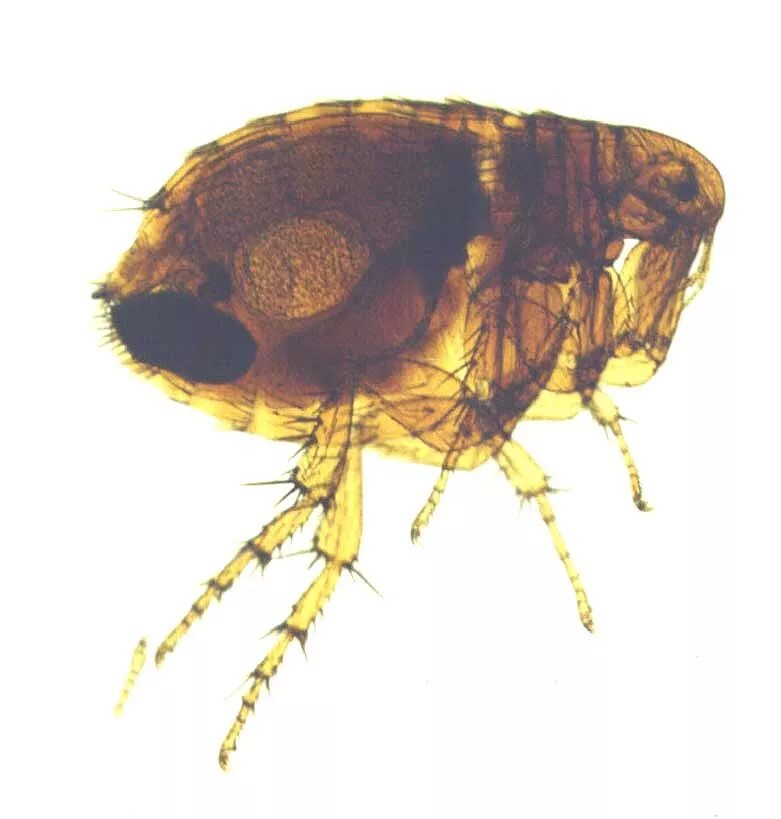 Блоха xenopsylla cheopis, заражённая бактериями чумы. Переносчики чумы насекомые. Крысиная блоха xenopsylla cheopis. Переносчики чумы насекомые. Переносчики чумы насекомые.
