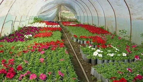 Какие цветы выращивать на продажу в теплице