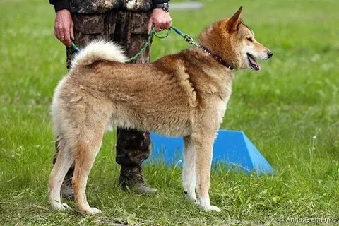 Выставка собак лайки