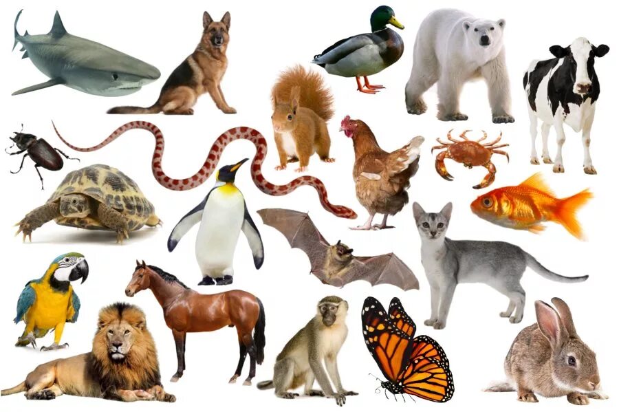 Множество животных. Много зверей. Несколько животных. Несколько животных на одной картинке.