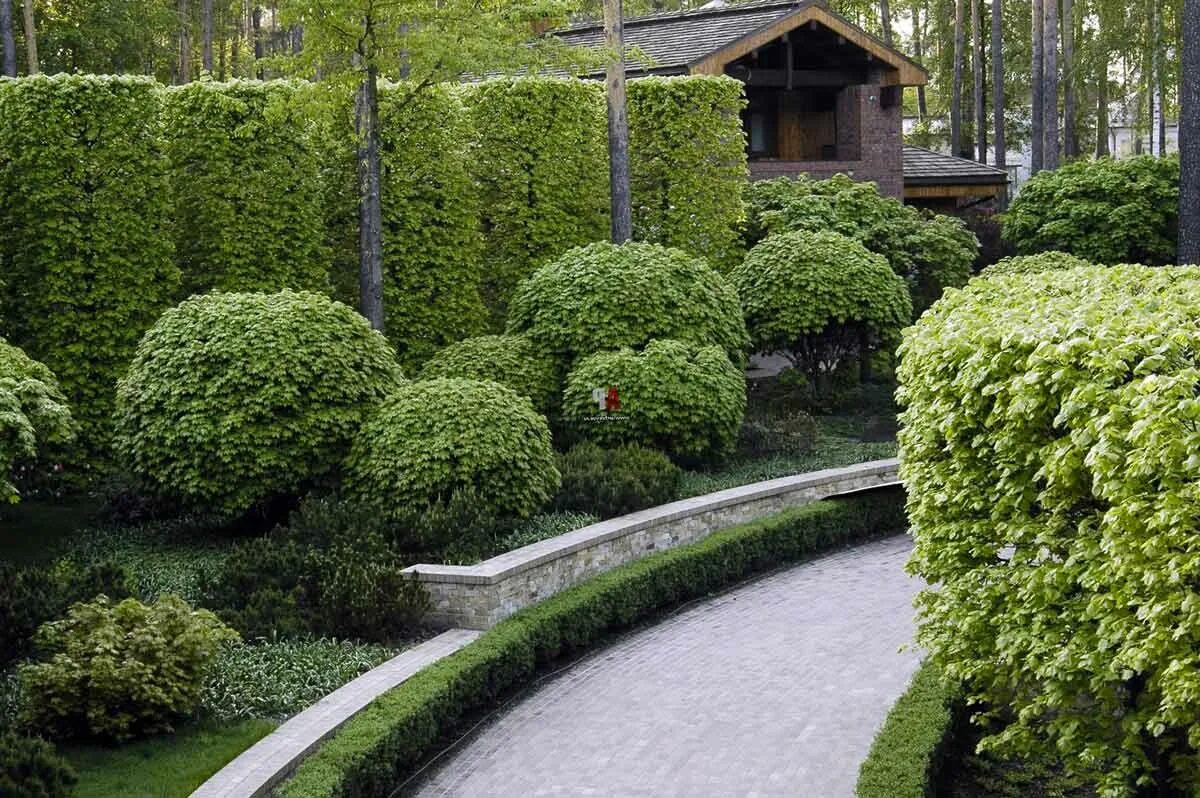 Buxus sempervirens изгородь. Туя западная даника живая изгородь. Растения используемые для озеленения. Джон вайдман ландшафтный дизайнер. Клён глобозум в живой изгороди.