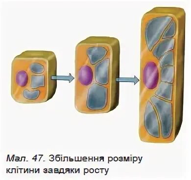 растущие клетки