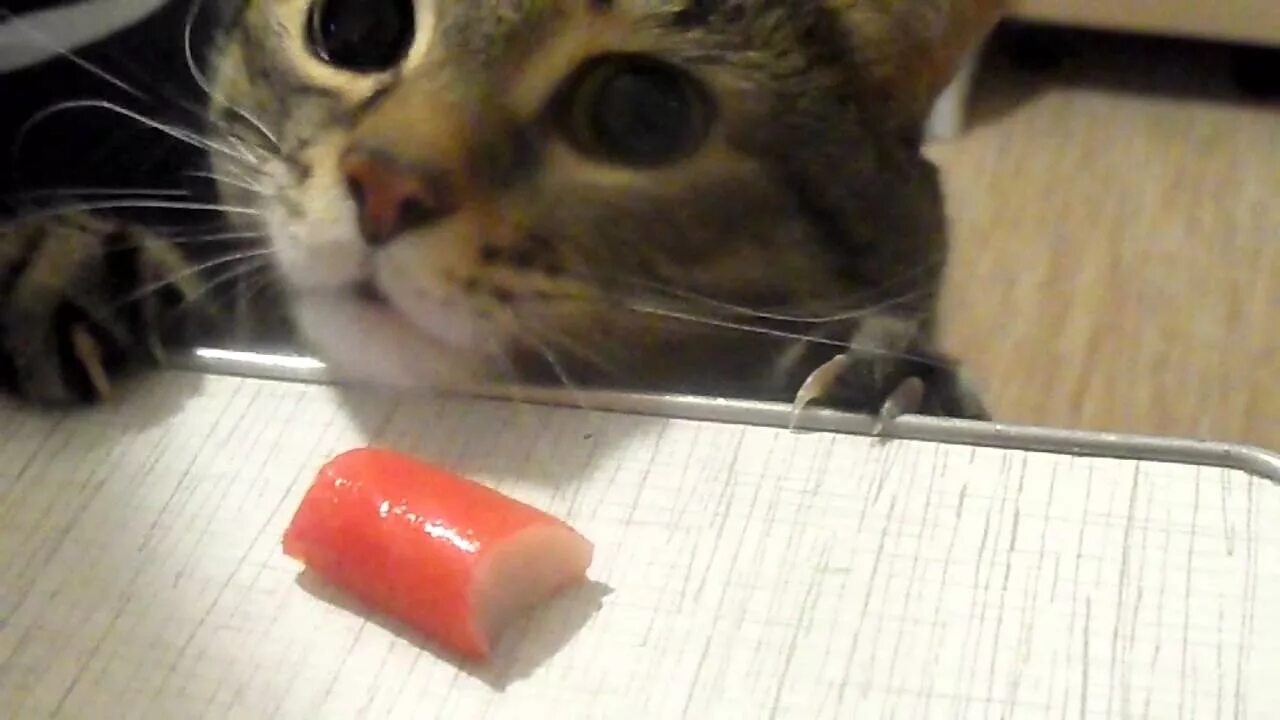 Кошки краба. Кот Крабовая палочка. Кот ест крабовые палочки. Крабовая палочка Мем с котом. Котик который ест крабовые палочки.