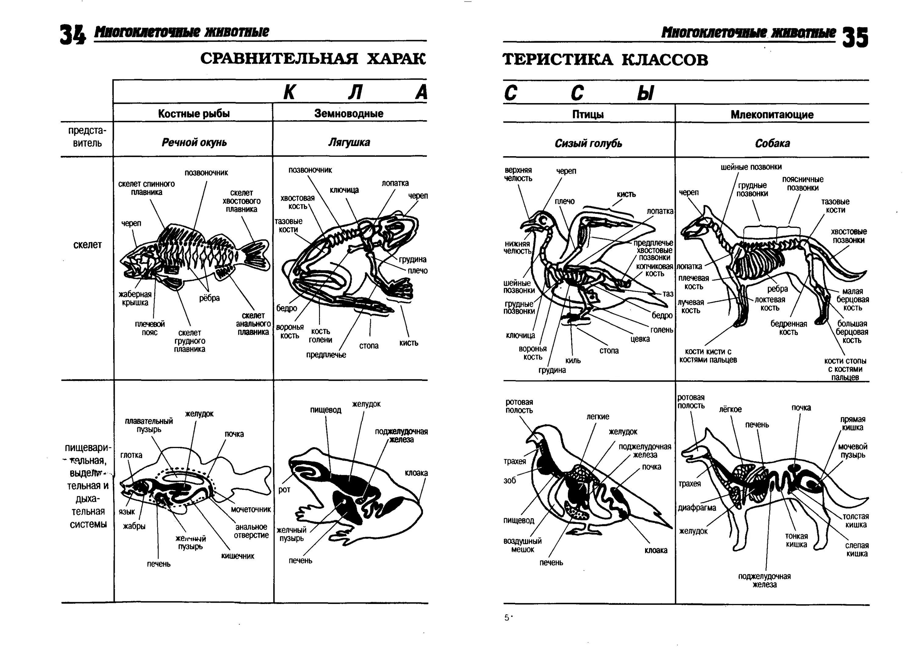 Контрольная по биологии 8 класс тема птицы. Таблица сравнение скелета костных рыб и земноводных. Таблица опорно-двигательной системы позвоночных рыб. Особенности строения опорно-двигательной системы рыб схема. Таблица строение скелета земноводных биология 7 класс.