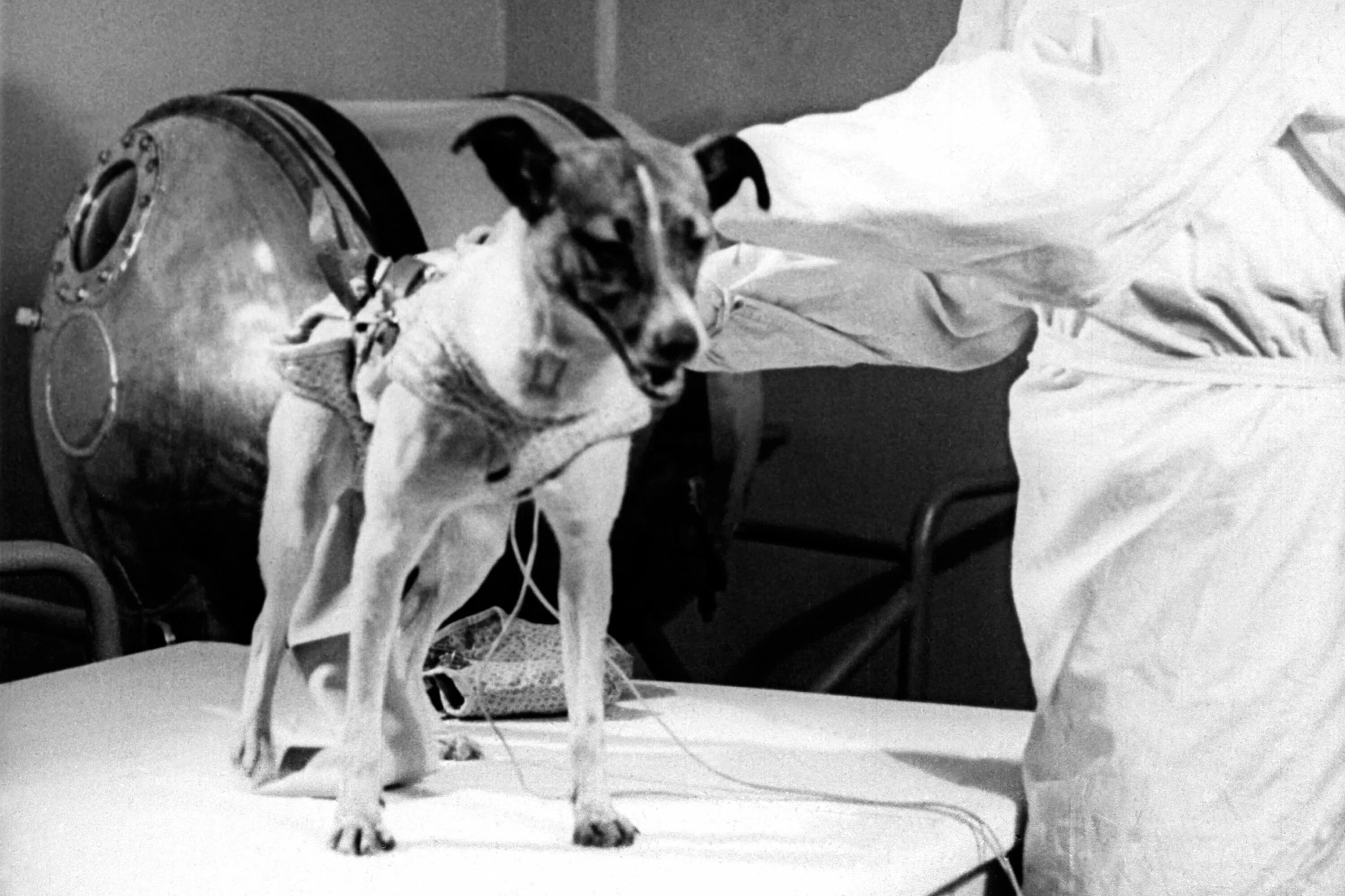 Первое живое существо совершившее космический полет. Лайка космонавт. Лайка первый космонавт. 1957 Лайка в космосе. Собака лайка 1957.