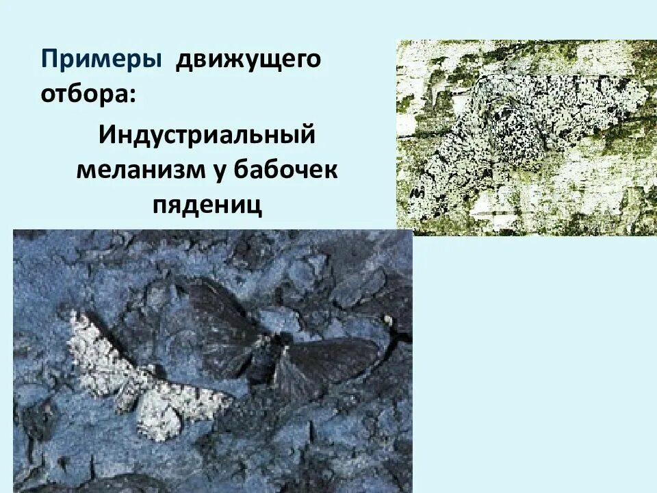 Березовая пяденица индустриальный меланизм. Промышленный меланизм. Березовая пяденица индустриальный меланизм. Индустриальный меланизм у бабочек. Меланизм березовой пяденицы.