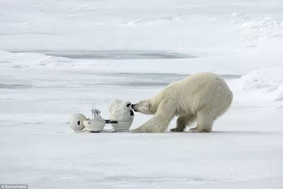 Destroy wildlife. Белый медведь и полярники. Полярник и медведь. Полярники и животные. Охота касаток на белого медведя.