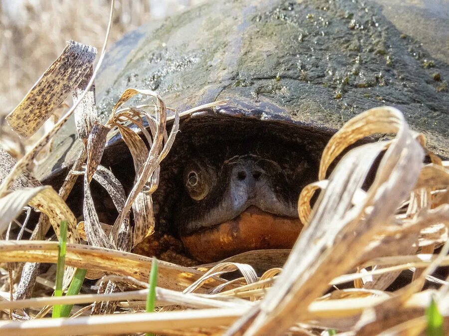 Lelebear turtle power shell. Hides in a shell.