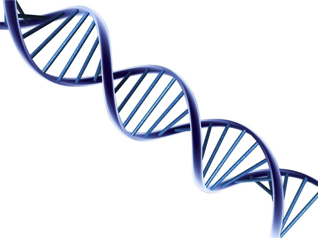 Спираль ДНК вектор. Цепочка ДНК. ДНК на белом фоне. ДНК без фона.