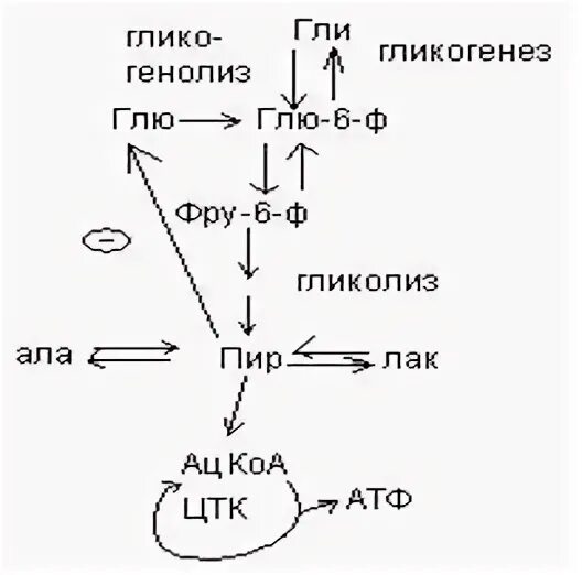 Коа лак. Гликолиз и гликогенез. Гликогенез основные этапы и ферменты гликогенеза. Гликогенез из аминокислот.