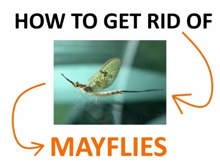 Get rid of adds. Get rid of adds