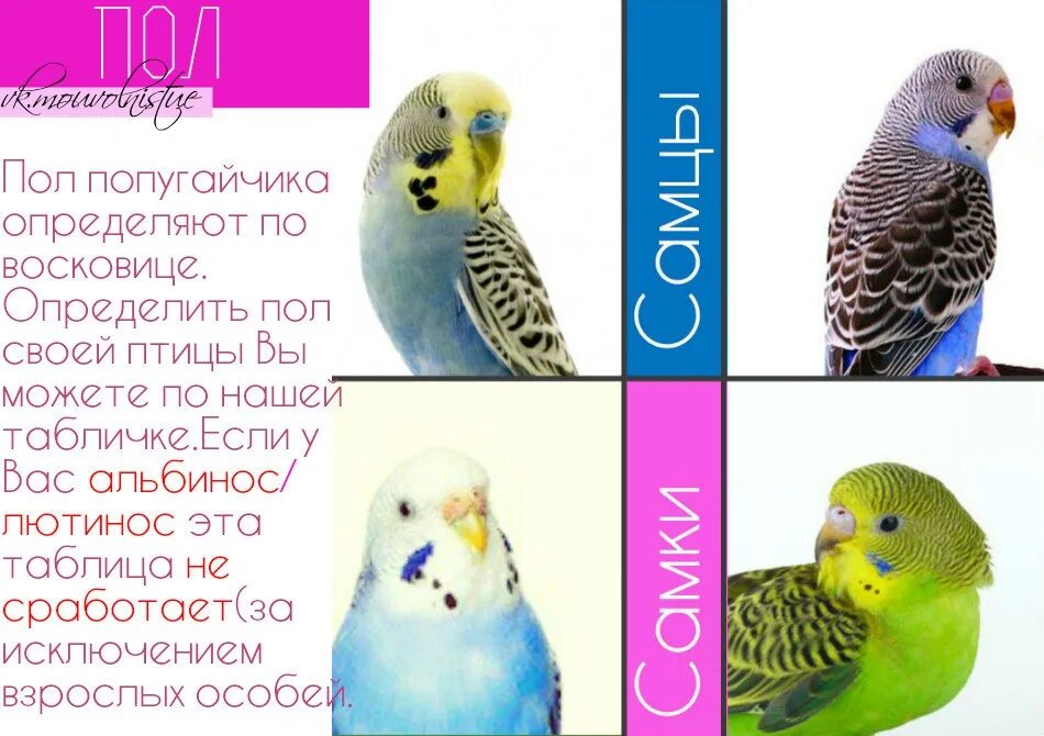 Таблица возраста попугая волнистого. Возраст волнистого попугая. Определить Возраст волнистого попугая. Определить пол волнистого попугая.