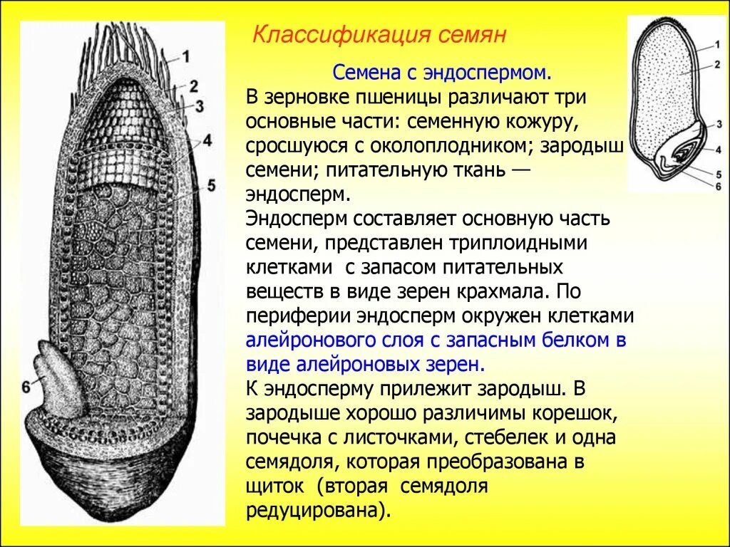 Эндосперм у двудольных растений. Семена, зародыш и эндосперм. Семя с эндоспермом Зерновка пшеницы. Семена двудольных с эндоспермом эндоспермом.