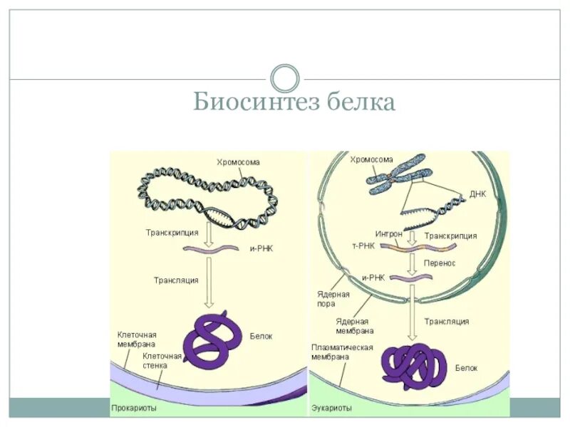 Биосинтез белка биология 10. Биосинтез белка 10 класс биология. Презентация Биосинтез белка 10 класс биология. Биосинтез белка схема. Биосинтез белков 10 класс.