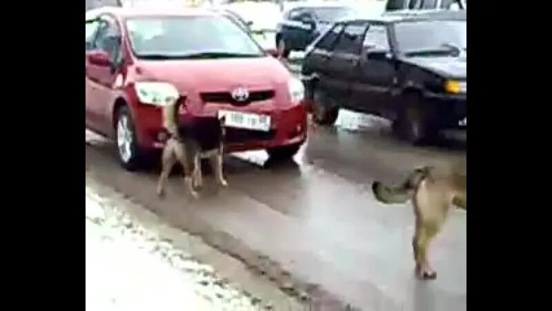 Как собачка проглотила жука