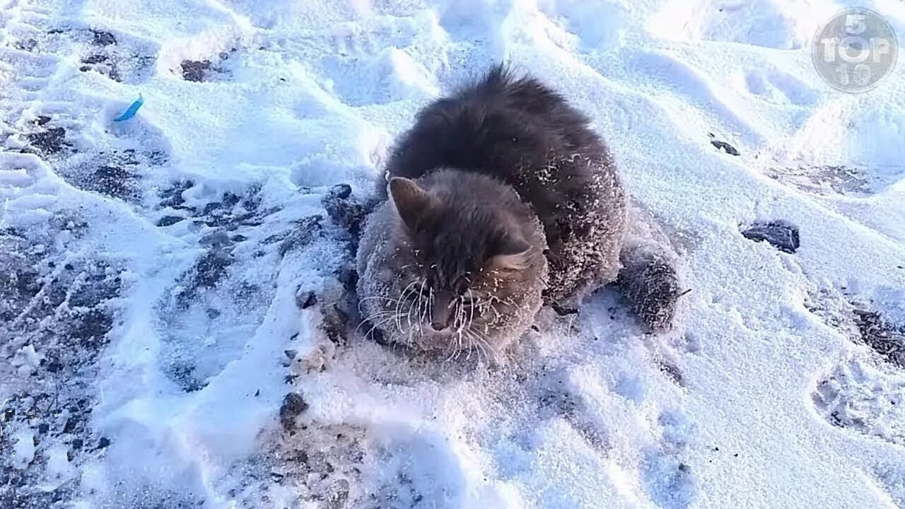 замерзшие во льдах