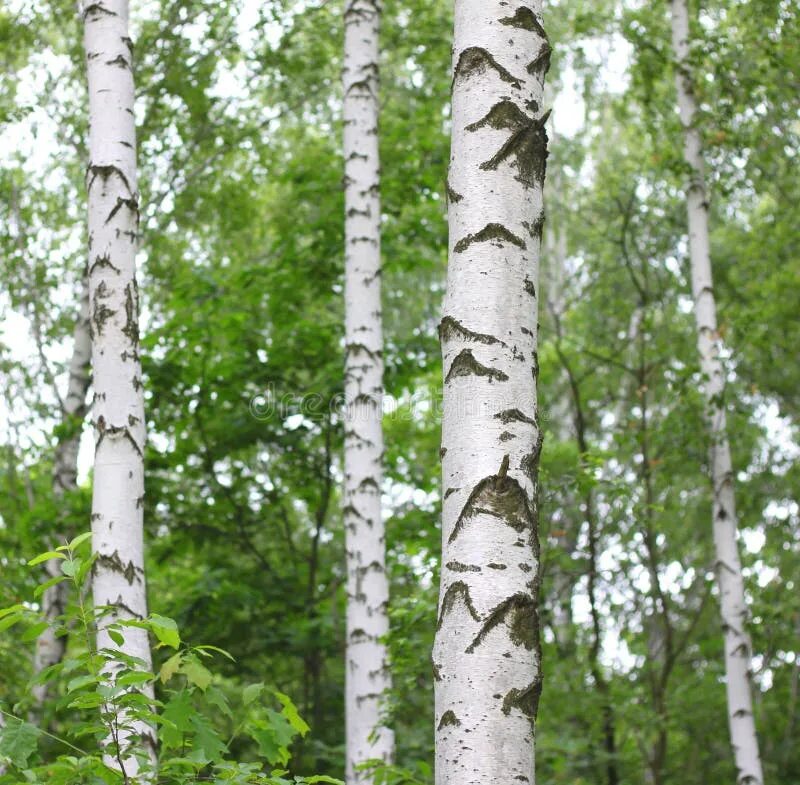 Черно белый березовый ситец. Белый ствол березы. береза с зелеными листьями с белой каемкой. березки в солнечном свете с молодыми листочками. молодые стебли берёзы покрыты.