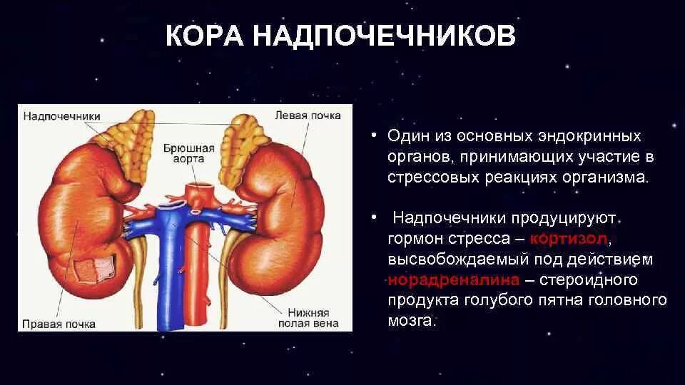 3 Зоны коркового вещества надпочечников. Гормоны коркового слоя надпочечников. Надпочечник мозговое вещество надпочечников. Строение коркового слоя надпочечников. Надпочечники гормон роста