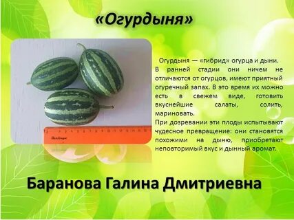 Огурдыня отзывы