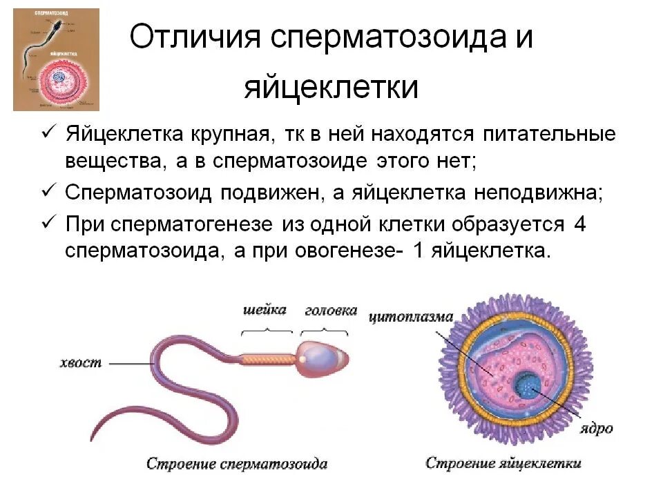 Строение половых клеток яйцеклетка. Различия сперматозоида и яйцеклетки. Характеристика половых клеток гамет сперматозоиды яйцеклетки. Характеристика половых клеток гамет. Сходства и различия половых клеток