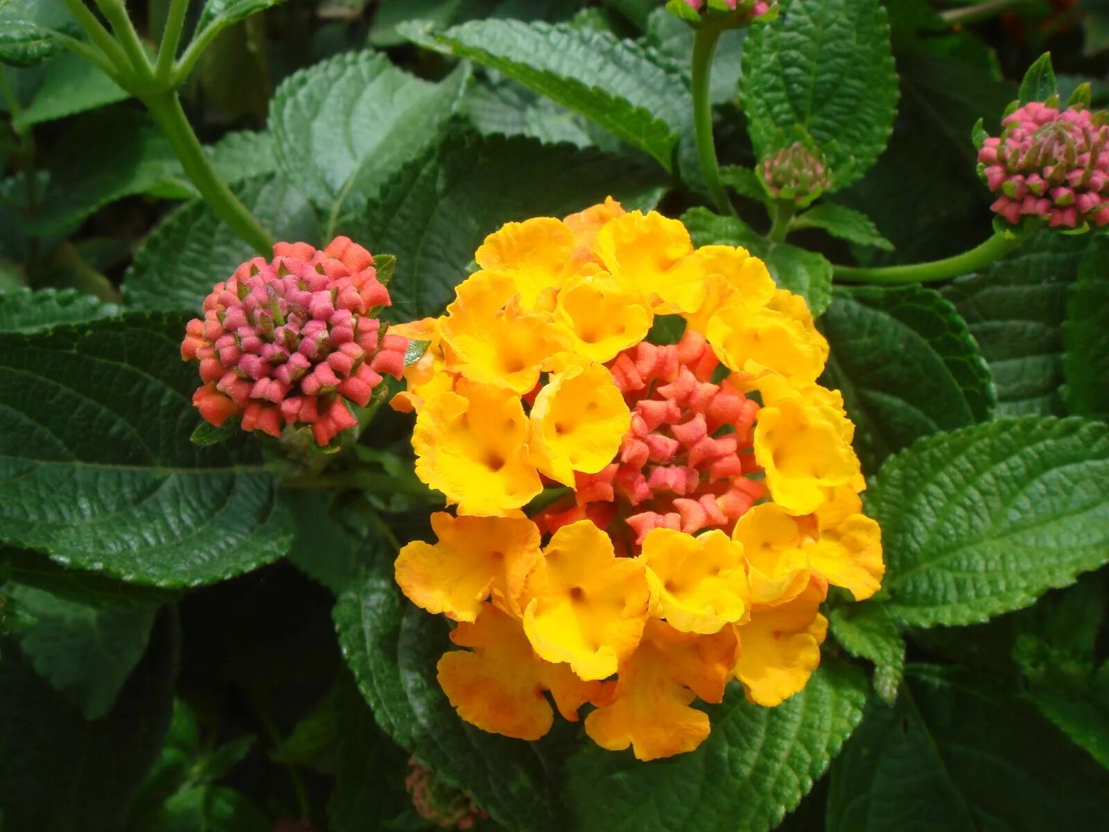 Лантана камара. Лантана камара любава. лантана сводчатая (lantana camara). цветок лантана камара любава. лантана сводчатая любава.