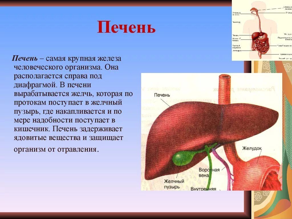 Какая роль печени