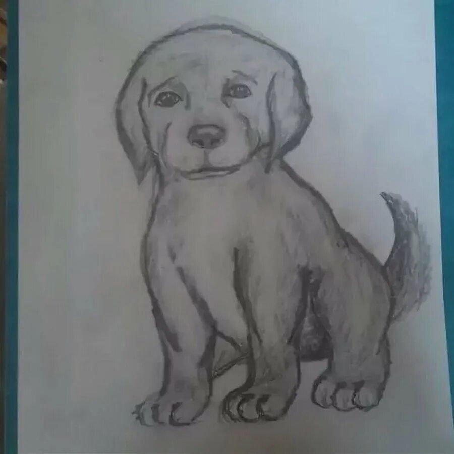 Собака муму рисунок. Собака муму рисунок. Муму карандашом. Как нарисовать собачку муму. Муму тургенев собачка.