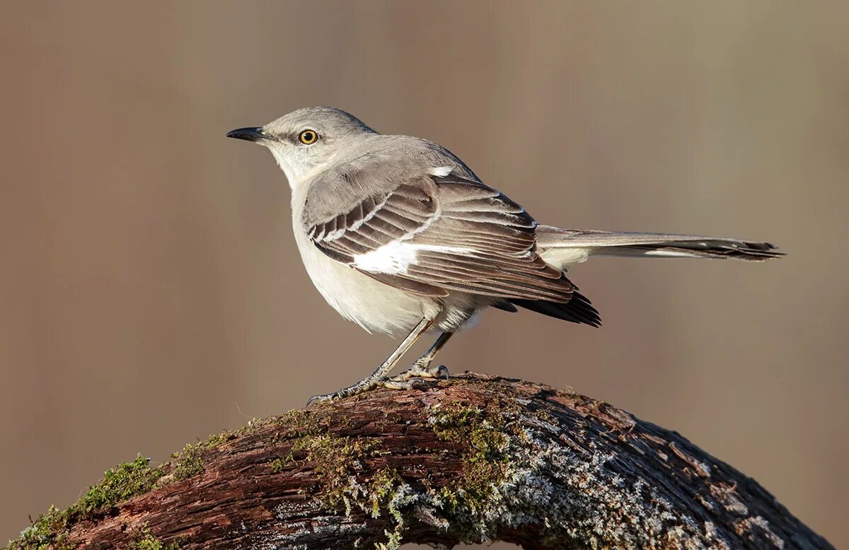 Харпер ли "убить пересмешника". Певчие пересмешники. Дрозд пересмешник. Птица пересмешник помет. Пересмешник птица кисловодск.