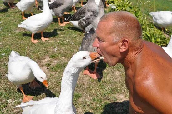 держит гуся. мужчина гусь. принты с гусями. как мужик гусей делил рисунок. огромный гусь.