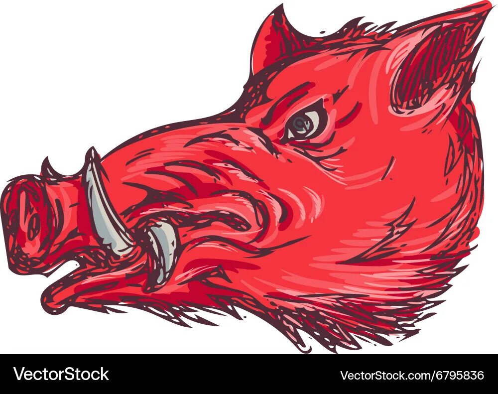 Red hog