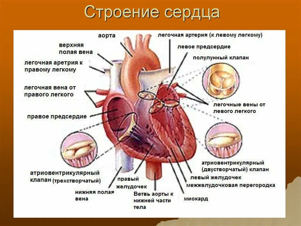 Сердечная строение и функции. Функции сердца анатомия. Сердце строение и функции. Структура сердца человека. Строение сердца функции сердца.