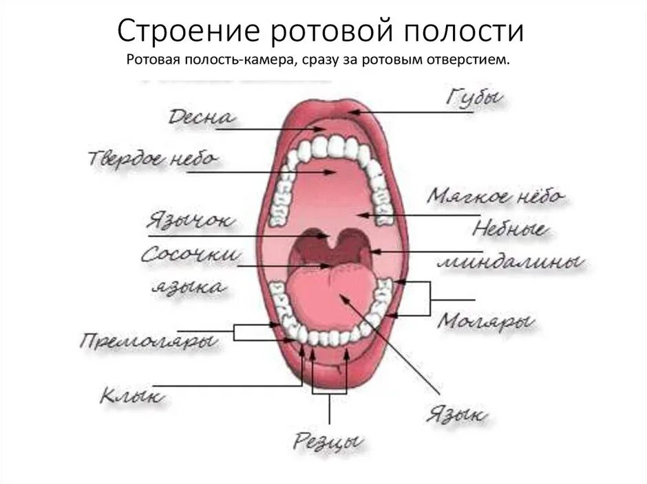 Язычок во рту как называется