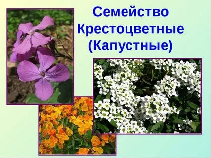 Декоративные крестоцветные