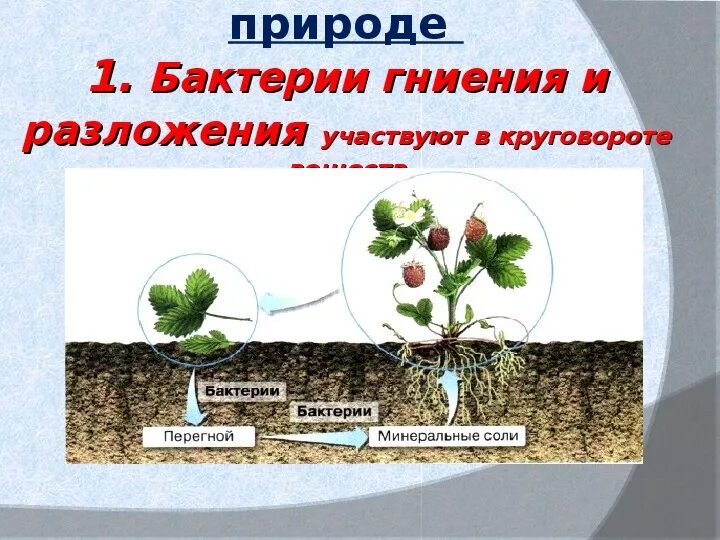 Роль бактерий в почве. Круговорот веществ в природе бактерии. Роль бактерий в природе. Участие бактерий в круговороте веществ в природе. Роль бактерий в круговороте веществ в природе.