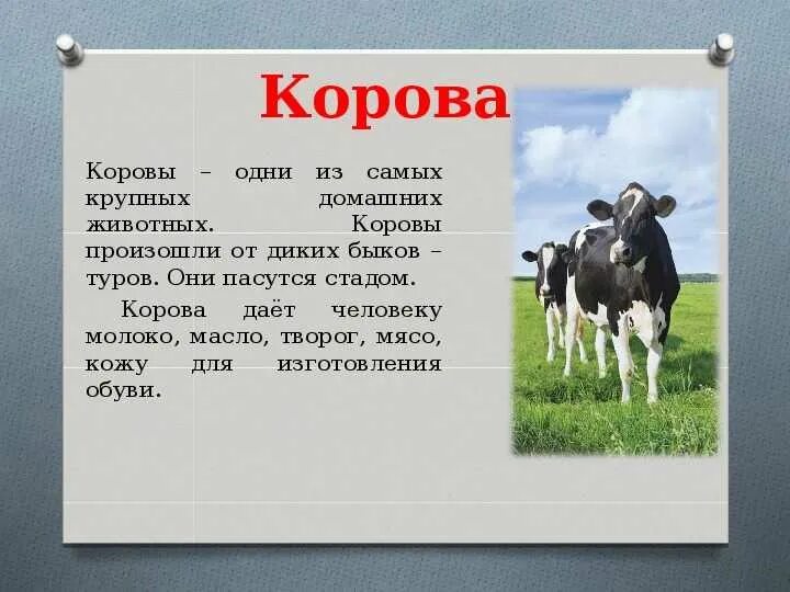 Содержание животных кратко