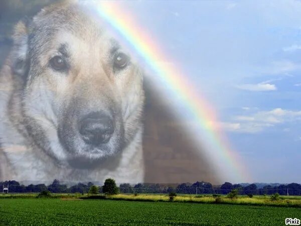 собака в раю. красивые собаки радужные. радужная собака. собака на радуге. радуга собак картинки.