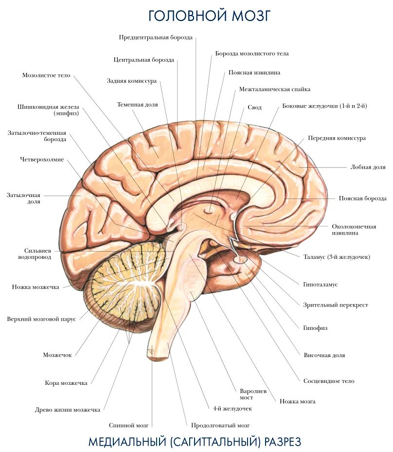 Части мозга названия. Отделы головного мозга на сагиттальном срезе. Строение головного мозга вид сбоку. Отделы головного мозга анатомия внутреннее строение. Головной мозг сбоку анатомия.