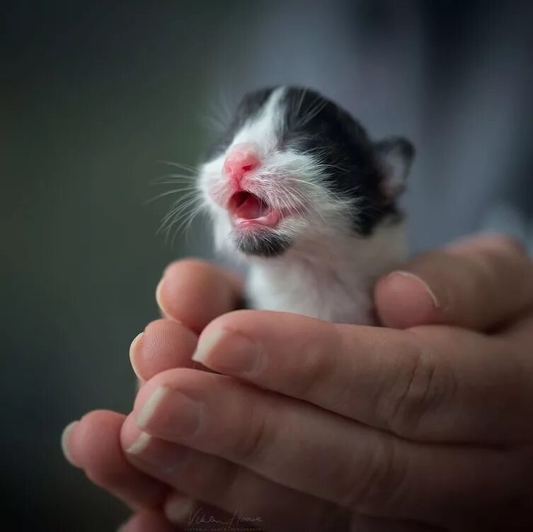 Самого 1 котенка. Милые кошечки. Самого 1 котенка. Малюсенькие котята. Самого 1 котенка.