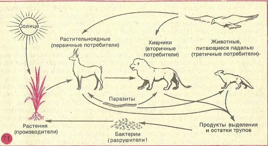 Круговорот животных в природе схема. Круговорот живых существ в природе. Рисунок биологический круговорот в природе. Круговорот веществ в биосфере схема животные.