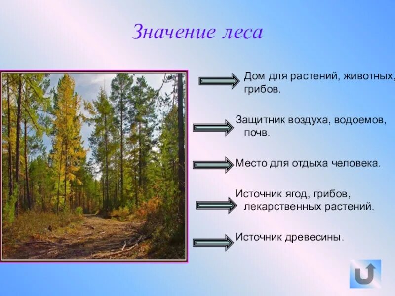 Значение леса. Значимость леса для человека. Значимость лесов для человека. Значение леса в природе.