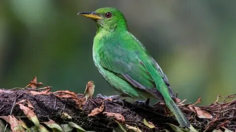Green bird