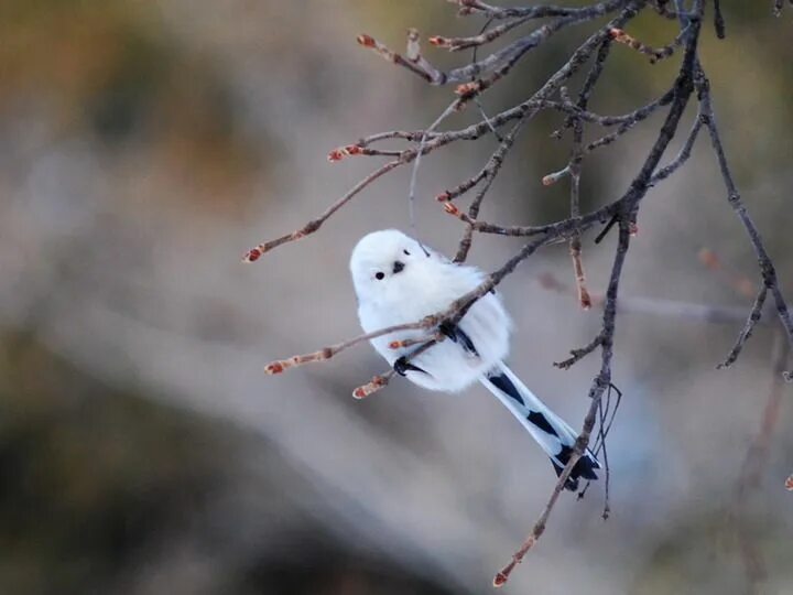 Un oiseau l oiseau